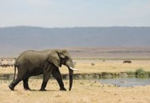 Research: New way to help increase conservation impact —