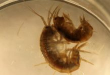 Research: Males are extremely faithful to their mates —