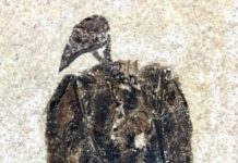 Research: Earliest known seed-eating perching bird discovered in Fossil Lake, Wyoming —