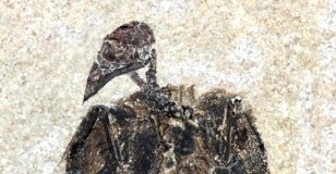 Research: Earliest known seed-eating perching bird discovered in Fossil Lake, Wyoming —