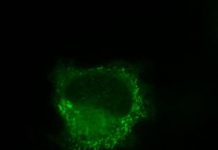 Research: Nicotine works inside cells to reinforce addiction —