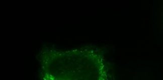 Research: Nicotine works inside cells to reinforce addiction —