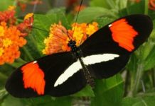 Research: Butterflies are genetically wired to choose a mate that looks just like them —