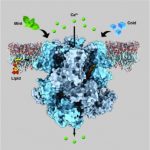 Study: Shape of structure that nerve cells use to sense cold — (Details)