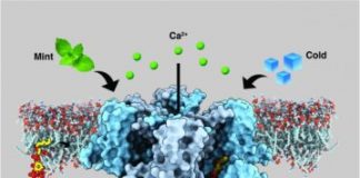 Study: Shape of structure that nerve cells use to sense cold — (Details)