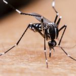 Study: Putting female mosquitoes on human diet drugs could reduce spread of disease — (Details)