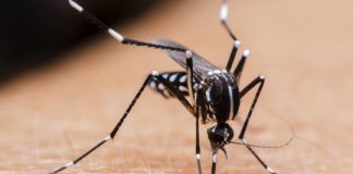 Study: Putting female mosquitoes on human diet drugs could reduce spread of disease — (Details)