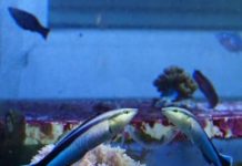 Research: Fish Appear to Recognize Themselves in the Mirror —