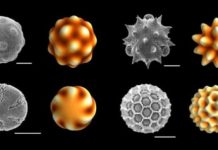 Tech: A physical model for forming patterns in pollen — (Report)