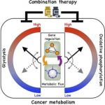 Study: Scientists links genomic, metabolic processes in cells’ evasive strategies as they metastasize — (Details)