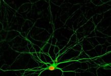 Research: Simple drug combination creates new neurons from neighboring cells —