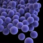 Study: Two genes may make staph infections resistant to copper, a powerful antibacterial agent — (Details)