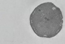 Research: Scientists use stable sulfur isotopes to understand ancient microbial metabolism —