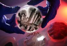 Research: Research team clarifies the mechanism of gliotoxin, a mycotoxin from the fungus Aspergillus fumigatus —