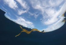 Research: Zoology researchers solve mystery of how sea snakes quench their thirst —