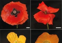 Research: How poppy flowers get those vibrant colors that entice insects —