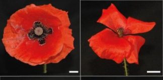 Research: How poppy flowers get those vibrant colors that entice insects —