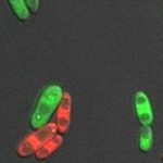 Study: Fluconazole makes fungi sexually active — (Details)