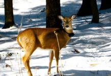 Research: Our species has ‘disproportionate effect’ on others, scientists say —