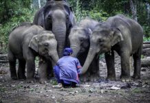 Research: Modern mahouts taking care of elephants in Myanmar are younger and less experienced —