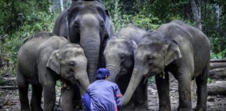 Research: Modern mahouts taking care of elephants in Myanmar are younger and less experienced —