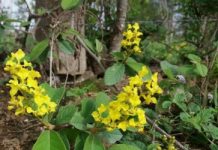 Research: The new genus is found exclusively in the recently recognized Seasonally Dry Tropical Forests biome —