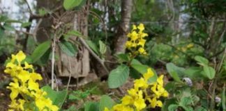 Research: The new genus is found exclusively in the recently recognized Seasonally Dry Tropical Forests biome —