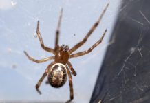 Research: Where is the globally invasive noble false widow settling next? —