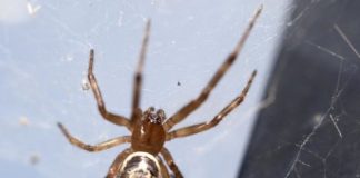Research: Where is the globally invasive noble false widow settling next? —