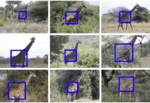 Research: Toward automated animal identification in wildlife research —