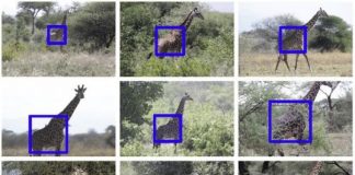 Research: Toward automated animal identification in wildlife research —
