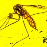 Study: Mosquitoes that carry malaria may have been doing so 100 million years ago — (Details)