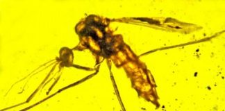 Study: Mosquitoes that carry malaria may have been doing so 100 million years ago — (Details)