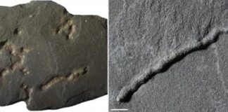 Research: Discovery of the oldest evidence of mobility on Earth —