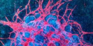 Study: Method for growing kidney organoids under flow enhances their vascularization and maturation, increasing their potential for drug testing and regenerative medicine — (Details)