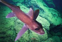 Research: New deep sea animal discoveries warrant expanded protections in Costa Rican waters —