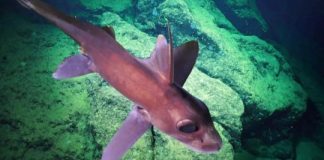 Research: New deep sea animal discoveries warrant expanded protections in Costa Rican waters —