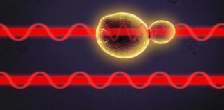 Study: Investigating cell stress for better health — and better beer — (Details)