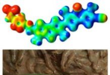 Tech: Swiss scientists have developed probes designed to reveal the physical forces inside living cells; a world first — (Report)