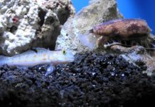 Research: Marine snail venom could improve insulin for diabetic patients —