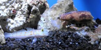 Research: Marine snail venom could improve insulin for diabetic patients —