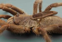 Research: New tarantula species from Angola distinct with a one-of-a-kind ‘horn’ on its back —
