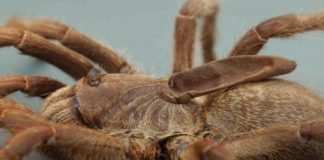 Research: New tarantula species from Angola distinct with a one-of-a-kind ‘horn’ on its back —