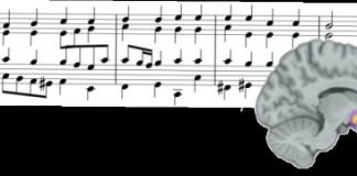 Study: Scientists prove difference between expected/actual outcomes cause reward response — (Details)