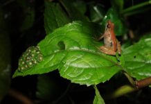 Research: New frog species found on remote Ethiopian mountain —