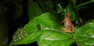 Research: New frog species found on remote Ethiopian mountain —