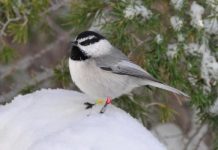 Research: Natural selection and spatial memory link shown in mountain chickadee research —