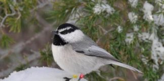 Research: Natural selection and spatial memory link shown in mountain chickadee research —