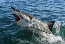 Research: How an ocean ecosystem can change following decline of an apex predator —