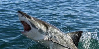 Research: How an ocean ecosystem can change following decline of an apex predator —